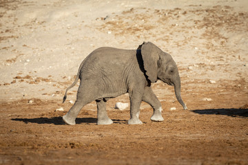 Cute baby elephant walking in sunshine in Chobe River in Botswana
