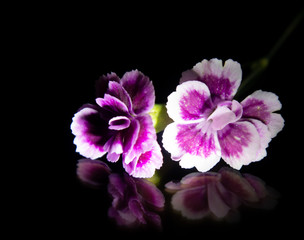 Weiß lila Blüte spiegelnd vor schwarzen Hintergrund
