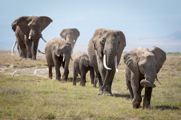Fototapeta na wymiar Herd of elephants walking in line amongst egrets in Amboseli in Kenya