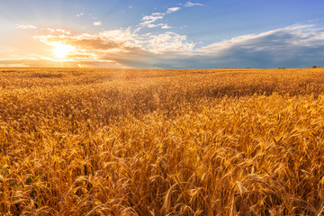Naklejka premium Scenic view at beautiful summer sunset in a wheaten shiny field with golden wheat and sun rays, deep bright cloudy sky witn sun glow , valley landscape