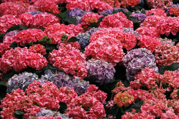 red and purple hydrangea flowers