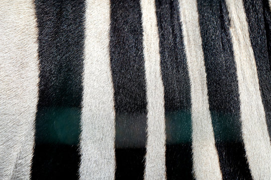Photo background of a beautiful Zebra skin