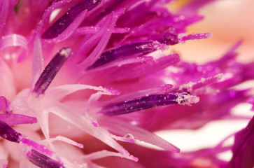 Macro shot of beautiful violet flower. Carduus crispus.
