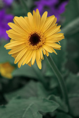 yellow daisy flower
