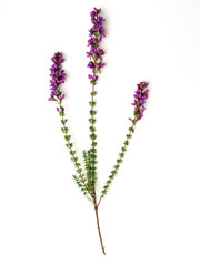 bruyère en fleur © Daniel