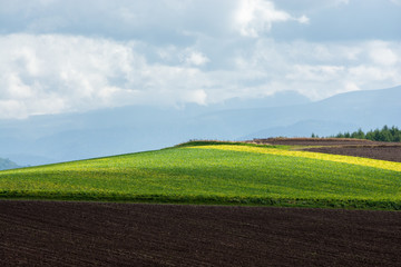 光を浴びて輝く緑の畑
