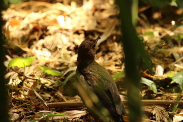 A lonely female Blackbird in a garden