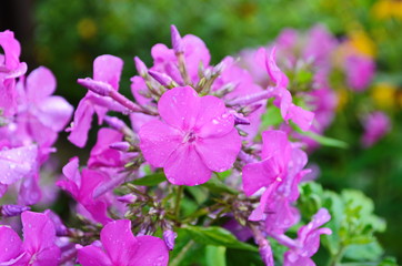 Bright phlox bloom in the garden.