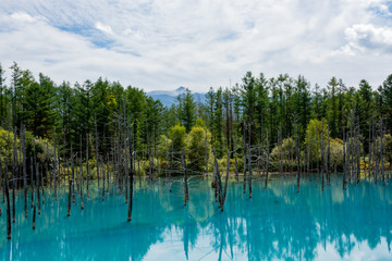 夏の木々を映す青い池　美瑛町
