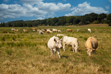Fototapeta na wymiar Weisse und braune Kühe grasen auf einer Wiese