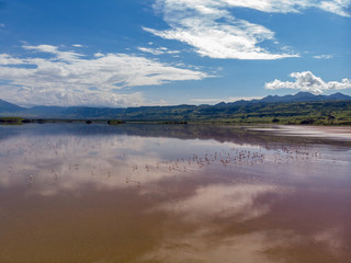 Aerial Shot. A flock of lesser flamingos Flying Above Brown Salt Water of Lake Natron with Ol Doinyo Lengai Volcano on Background. Tanzania, East Africa