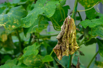 A withered and yellowed leaf hangs on a cucumber plant in the garden, and against the background there are many large green leaves.