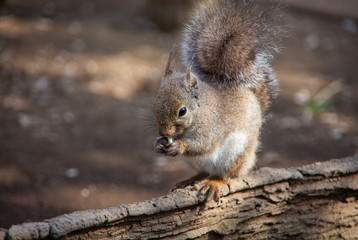 木の上でクルミをかじるリス