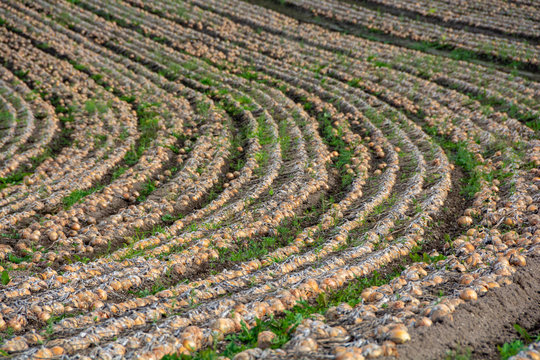 Disinter Bilder – Durchsuchen 2,320 Archivfotos, Vektorgrafiken und ...