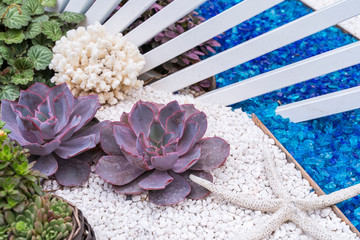 Miniature succulent plants (succulent cactus) at the garden