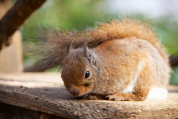晴れた日のリスの近影