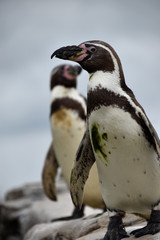 Naklejka premium Zwei Pinguine