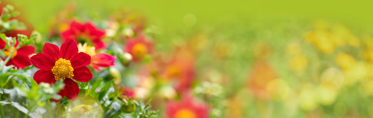 Beautiful red flowers in garden -  summer meadow panorama, wellness background, recreation, banner ...