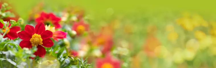 Foto op Plexiglas Beautiful red flowers in garden -  summer meadow panorama, wellness background, recreation, banner    © Floydine