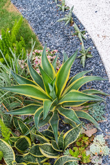 agave plant leaves in garden