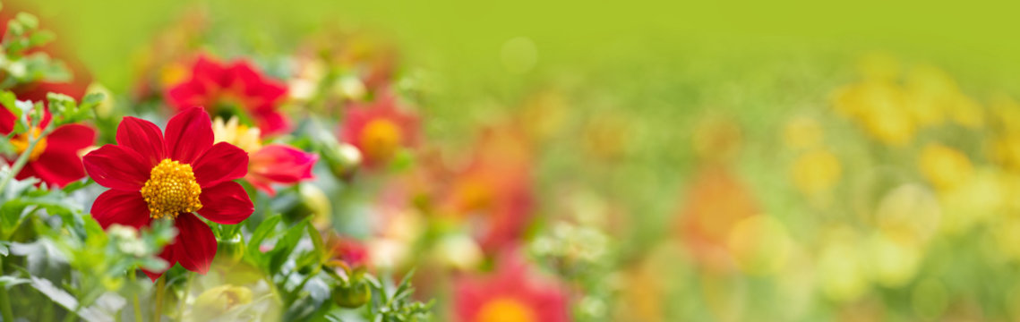 Beautiful red flowers in garden -  summer meadow panorama, wellness background, recreation, banner   