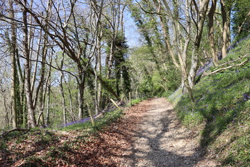 path in the woods