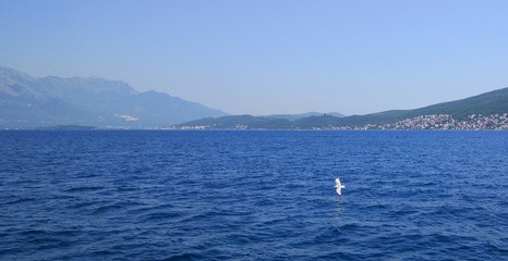 Seagull soars above the sea. Daytime seascape