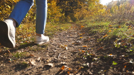 Fototapeta premium Low view of female feet in sneakers steps along path near forest. Legs of young woman goes among trail at early autumn. Girl walks at wild nature at sunny day. Close up Slow motion