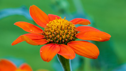 Blume orange