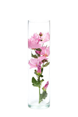 Herbal wildflowers in a glass flask, isolate. Natural cosmetics, flower extract