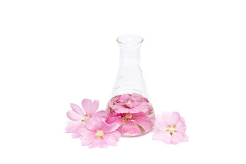 Production of natural flower cosmetics, petal extract in a chemical bottle. Essential oil from fresh herbs
