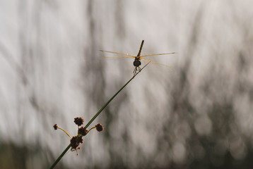 Obraz premium Golden dragonfly, sympetrum fonscolombii, resting on a branch during the sunset in a summer day