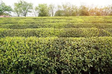 Fototapeta na wymiar Tea farm landscape in jiangxi, china