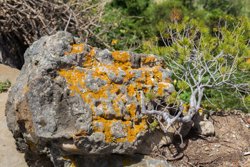 View of the stone surface details covered lichens in sunny day.