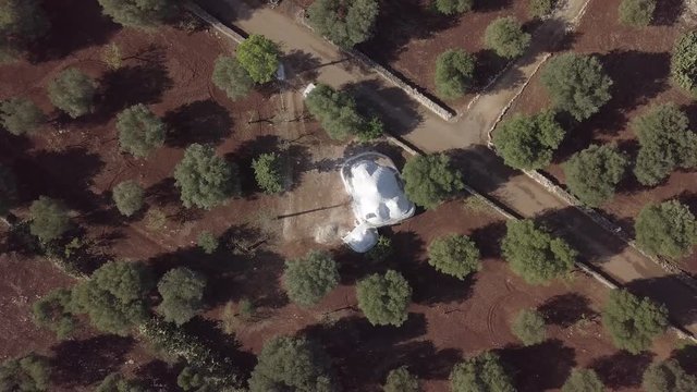 Aerial view of olive grove on red soil with trullo trulli - traditional italian white stone house in Puglia region. Rural landscape village countryside summer. South Italy Europe. Spinning zoom out