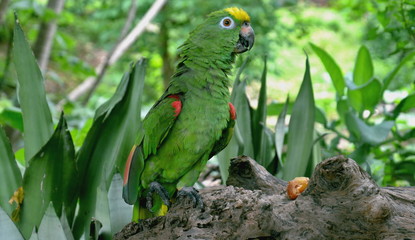 
colorful bird in the forest of brazil