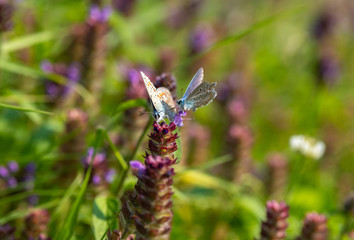 Kretania sephirus butterfly on summer flower macro close up nature insect 