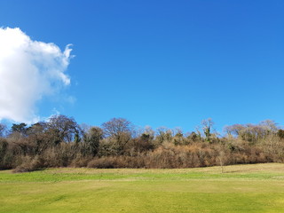 landscape with trees