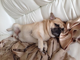 french bulldog puppy