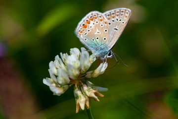 Kretania sephirus butterfly on summer flower macro close up nature insect 