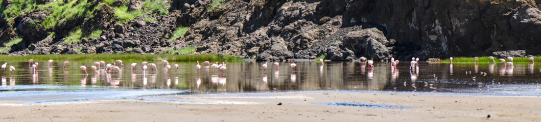 Panorama with Big Group of Pink Lesser Flamingo at Lake Natron, Tanzania, Africa
