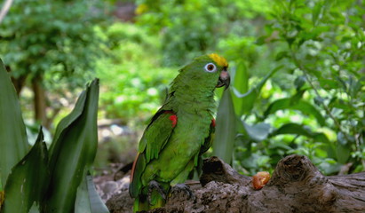 cute bird in green, red, yellow and white color