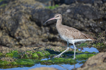 Eurasian curlew or common curlew (Numenius arquata) in Tenerife, The Canary Islands, Spain