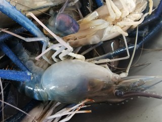 Frozen seafood prawns to maintain their freshness closely, tasty, rich in meat and people like to eat.