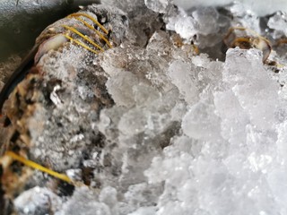 Fresh crabs are kept in close ice.
