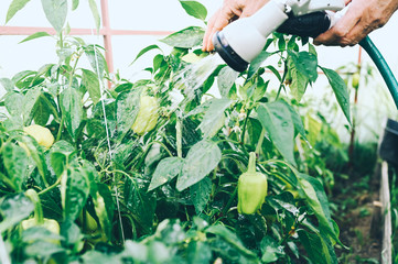 Elderly senior hands watering plants with hose in garden greenhouse. Drops of water on unripe bell peppers. Farming, gardening, agriculture, old age people. Farmer growing organic vegetables on farm