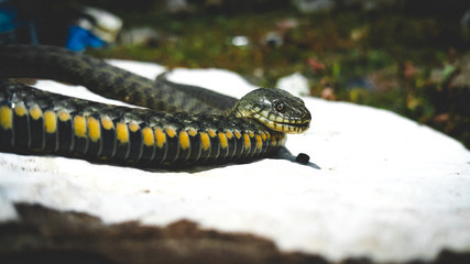 Selective focus on the reptile's head. Common Water Snake (Natrix). The snake Natrix lies on a white stone. Python is black and orange. The Mora snake looks ahead. The concept of wild nature.