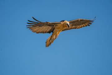 Bartgeier (Gypaetus barbatus) - bearded vulture