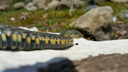 Selective focus on the reptile's head. Common Water Snake (Natrix). The snake Natrix lies on a white stone. Python is black and orange. The Mora snake looks ahead. The concept of wild nature.