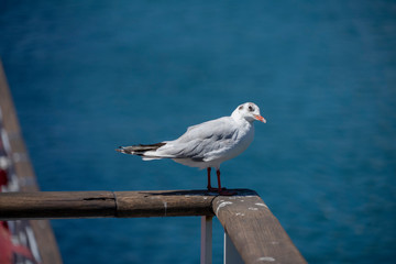 Gabbiano al porto